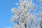 Winter Tree Frost on the Branch. Hoar-frost on trees in winter stock photo. Merry Christmas. Gift card