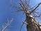 Winter tree growing towards the blue sky