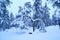 Winter Tree in Lapland