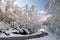 Winter Tree Lined Road with Snow