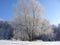 Winter tree and shrubbery, bushes and grass covered with hoarfrost, ice and layers of snow