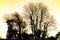 Winter tree silhouette and setting sun in farmland near Bexhill in East Sussex, England