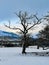 A winter tree in a snowy landscape