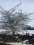 Winter tree in Staffordshire covered in snow.