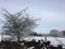 Winter tree in Staffordshire covered in snow II.