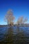 Winter tree standing in lake