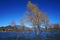 Winter tree standing in lake