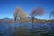 Winter tree standing in lake