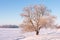 Winter tree on sunny clear day. Amazing snowy oak in winter scene