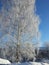 Winter tree in sweden