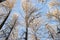 Winter tree tops viewed looking up at sunset. Bottom view trees. Blue sky. Trunks of larches. Forest abstract background