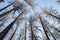 Winter tree tops viewed looking up at sunset. Bottom view trees. Blue sky. Trunks of larches. Forest abstract background