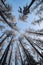 Winter tree tops viewed looking up at sunset. Bottom view trees. Blue sky. Trunks of larches. Forest abstract background