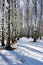 Winter, trees bearch in forest