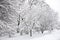 Winter trees covered in white fluffy snow