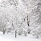 Winter trees covered in white fluffy snow