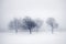 Winter trees in fog