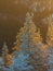 Winter trees in a forest with snow on them during an amazing warm sunrise light at the bottom of the mountains