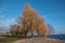 Winter Trees at Lake Neuchatel, Switzerland