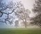 Winter trees in a misty parkland.