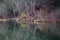 Winter trees reflection on Potomac River, West Virginia