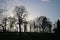 Winter trees in silhouette