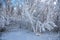 Winter trees in the snow beautiful branches in hoarfrost