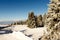 Winter trees in snow in winter