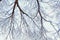 Winter trees on snow. winter dry branches of trees in the snow. the bottom view. place for text