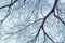 Winter trees on snow. winter dry branches of trees in the snow. the bottom view. place for text