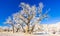 winter trees, Utah, USA