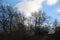 Winter trees on a welsh mountain