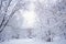 Winter trees in white snow