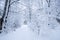 Winter trees in white snow