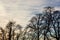 Winter treetops and sunset