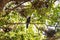 Winter tropical treescape with Indian house crow
