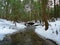 Winter Trout Stream