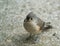 Winter and Tufted Titmouse 1