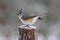 Winter Tufted Titmouse