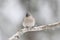 Winter Tufted Titmouse in a Snowstorm