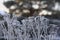 Winter twigs and grass covered with frost and snow