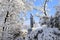 Winter in Ukraine. A large monument to famous Ukrainian poet Shevchenko among the picturesque landscape. Trees covered with snow,