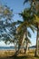 Winter vacation on an empty beach under a few palm trees, with a view of the ocean.