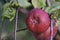 Winter variety of Lobo apples on a branch