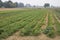 Winter vegetables agricultural field