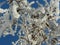 Winter vegetation against the blue sky. bushes and trees covered with hoarfrost and ice