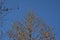 Winter vegetation against a clear blue sky