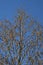 Winter vegetation against a clear blue sky