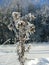 Winter vegetation and bushes, bushes and trees covered with hoarfrost, ice and layers of snow