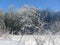 Winter vegetation on sun, bushes and trees covered with hoarfrost and ice